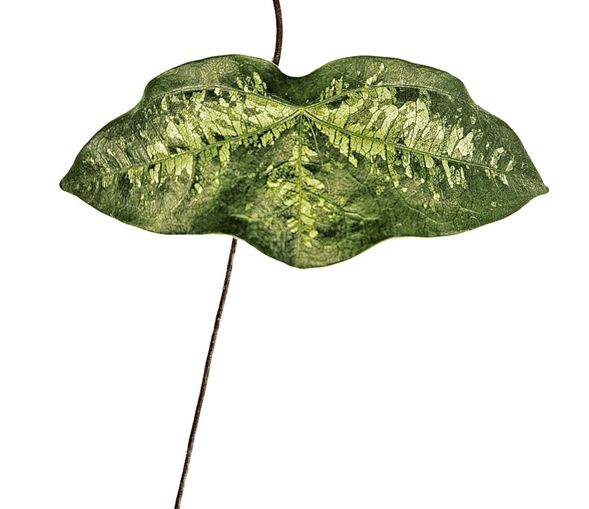 Passiflora coriacea – Blattdetail vor weißem Hintergrund..