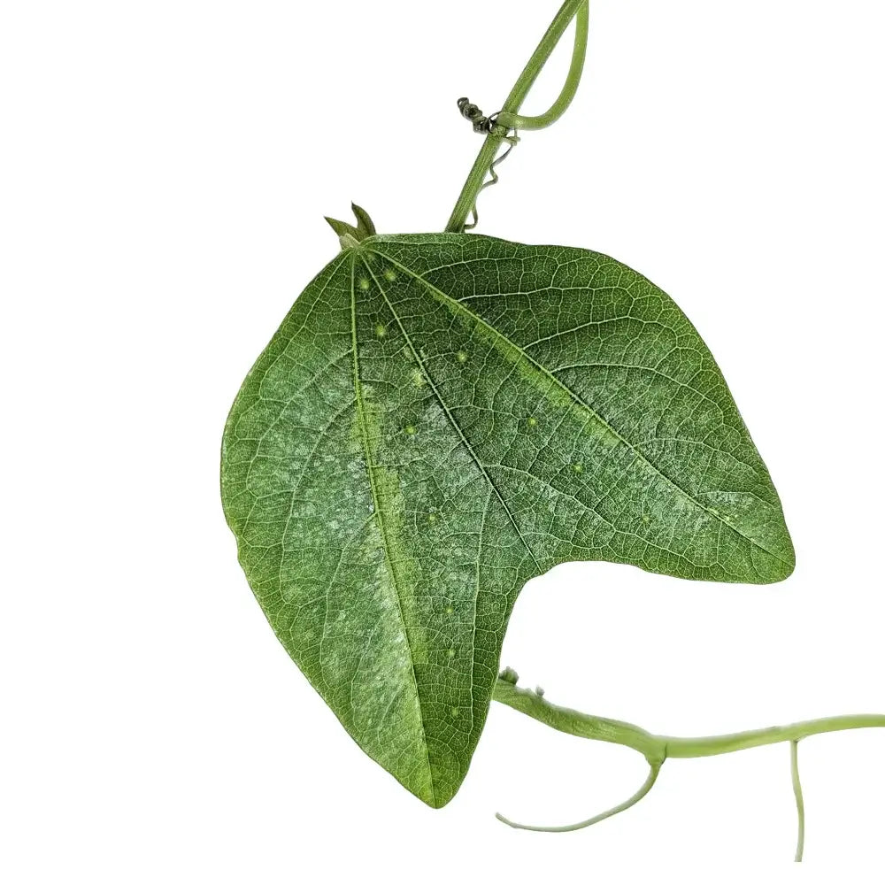 Passiflora jorullensis leaf detail on white background.