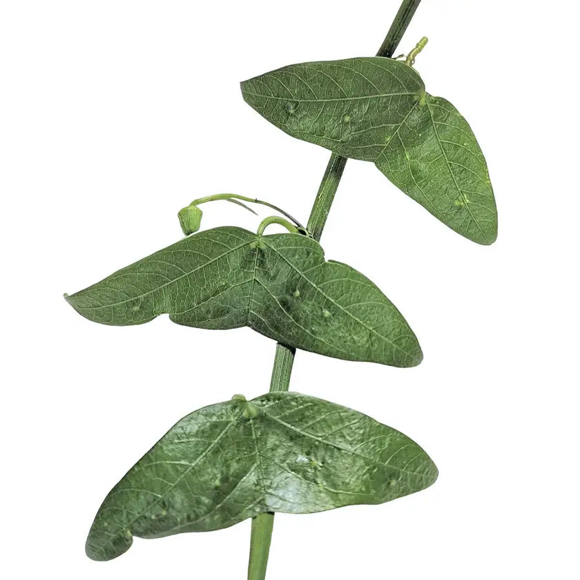 Passiflora misera – Blattdetail vor weißem Hintergrund..