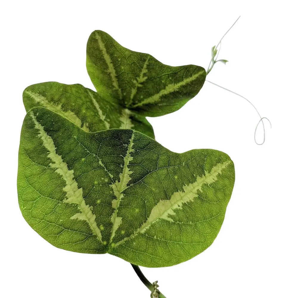 Passiflora organensis 'Mariana' close-up of leaf on white background.