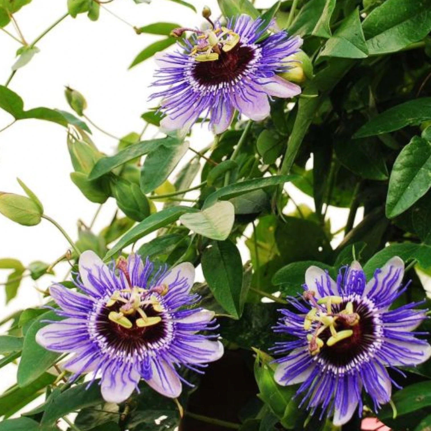 Passiflora 'Purple Haze' close-up detail.