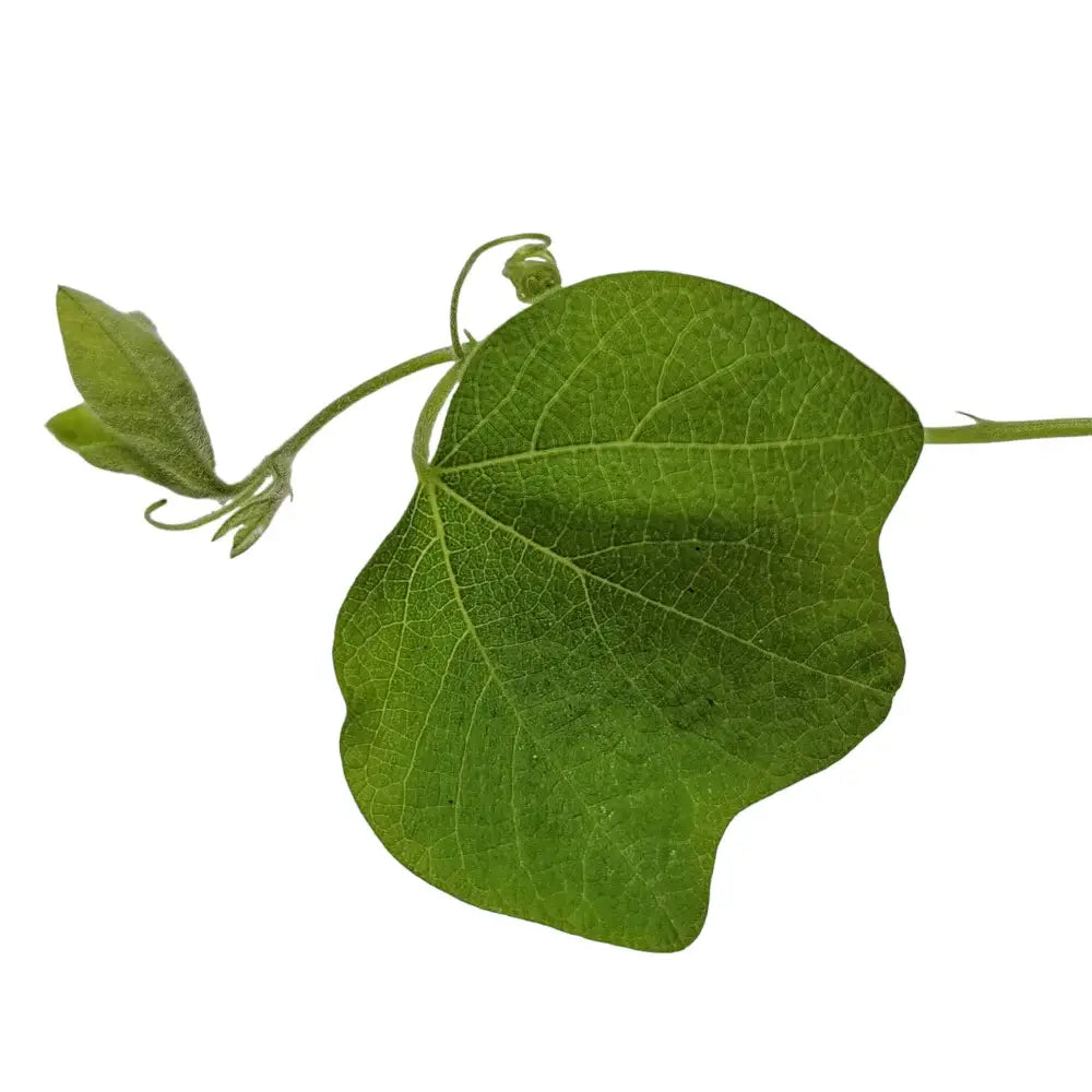 Passiflora sexflora leaf detail on white background.