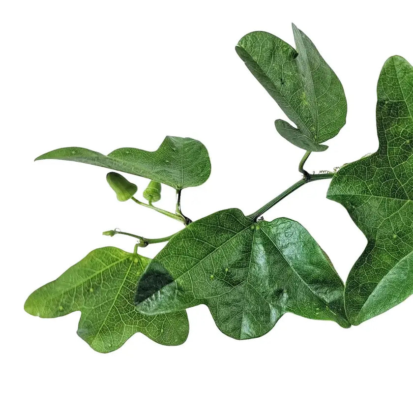 Passiflora tricuspis – Blattdetail vor weißem Hintergrund..