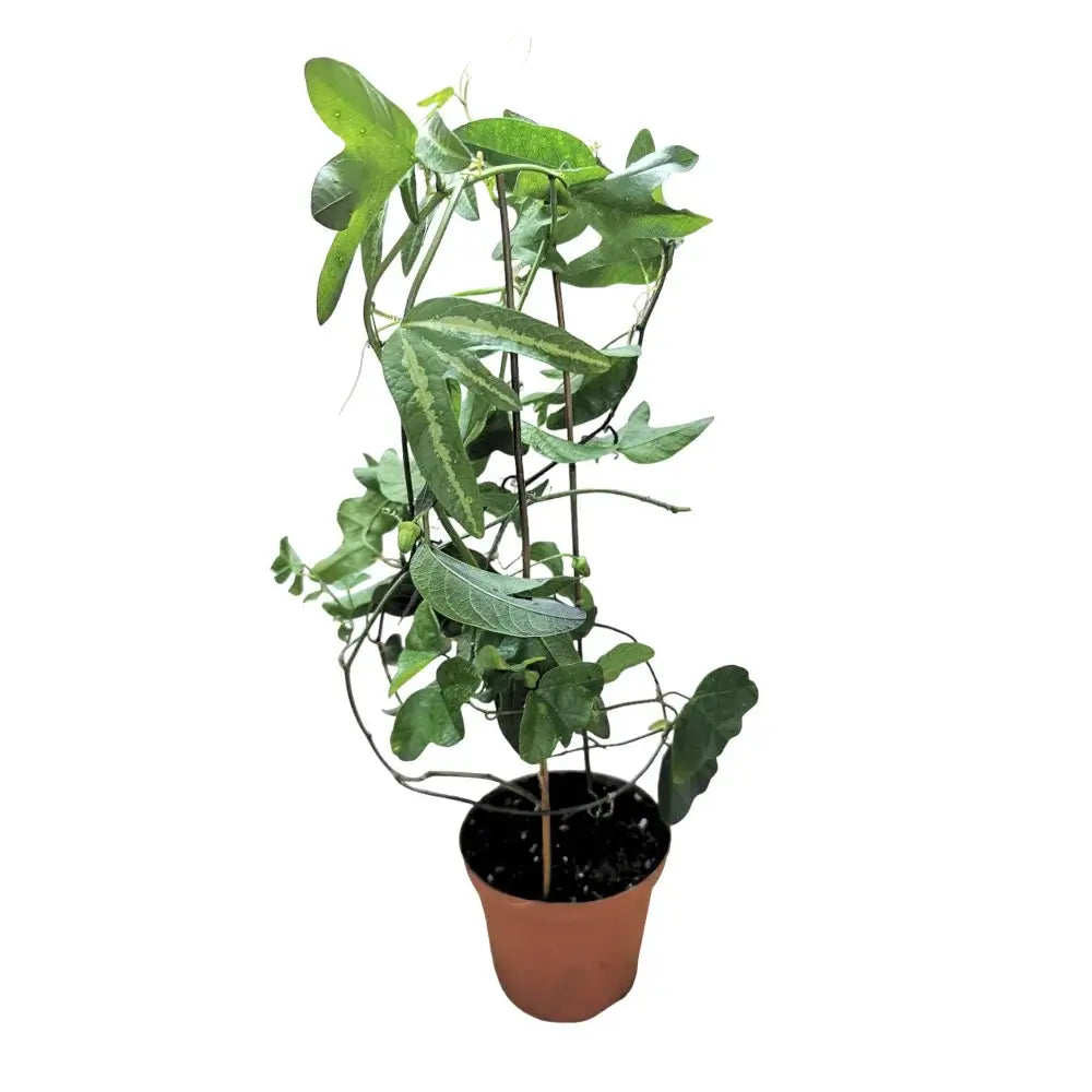 Passiflora tricuspis potted plant in nursery pot on white background.