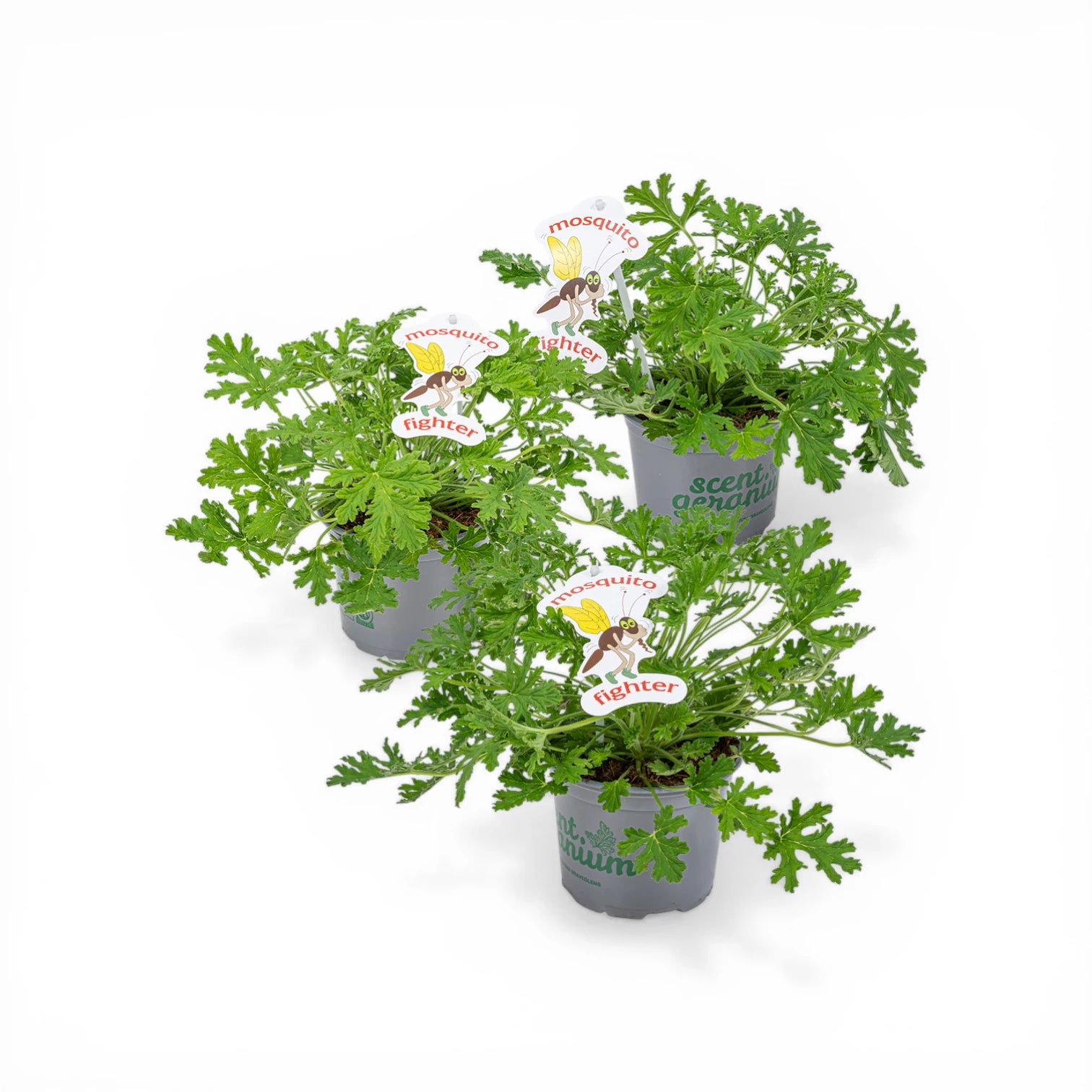 Pelargonium 'Isko Lemon' close-up detail.