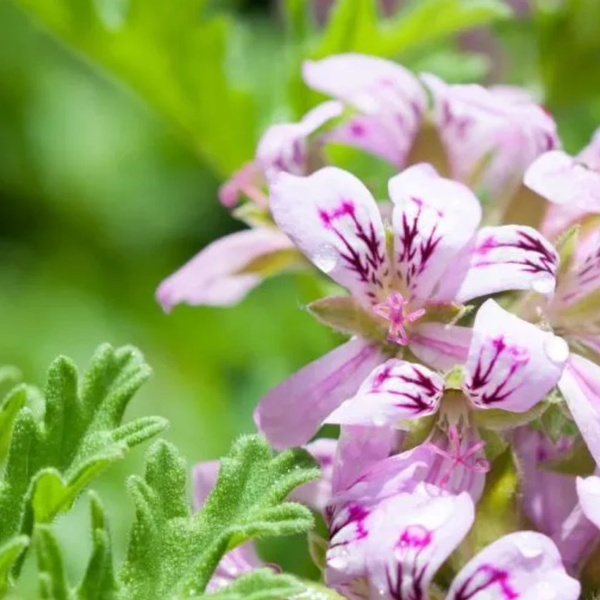 Pelargonium 'Isko Lemon' plant detail.
