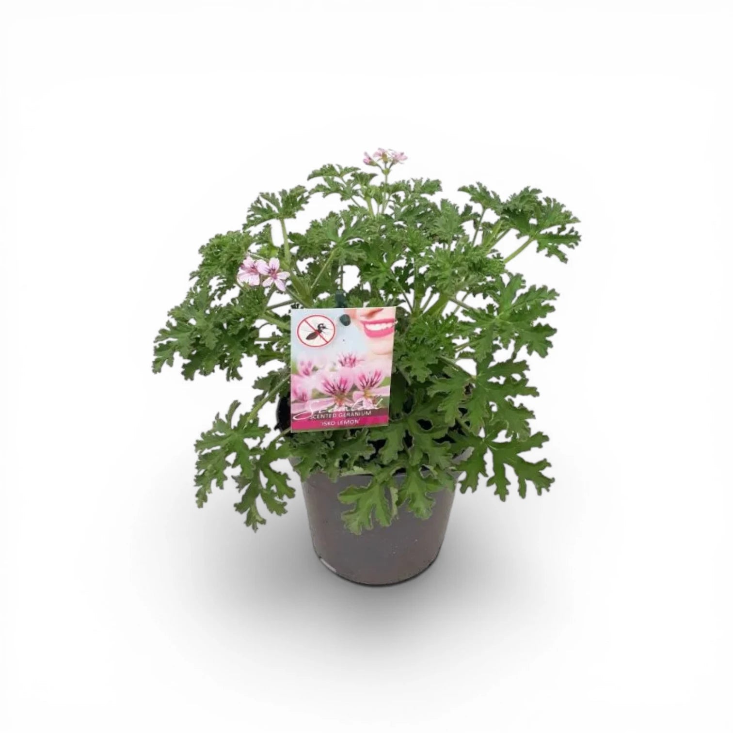 Pelargonium 'Isko Lemon' plant detail.