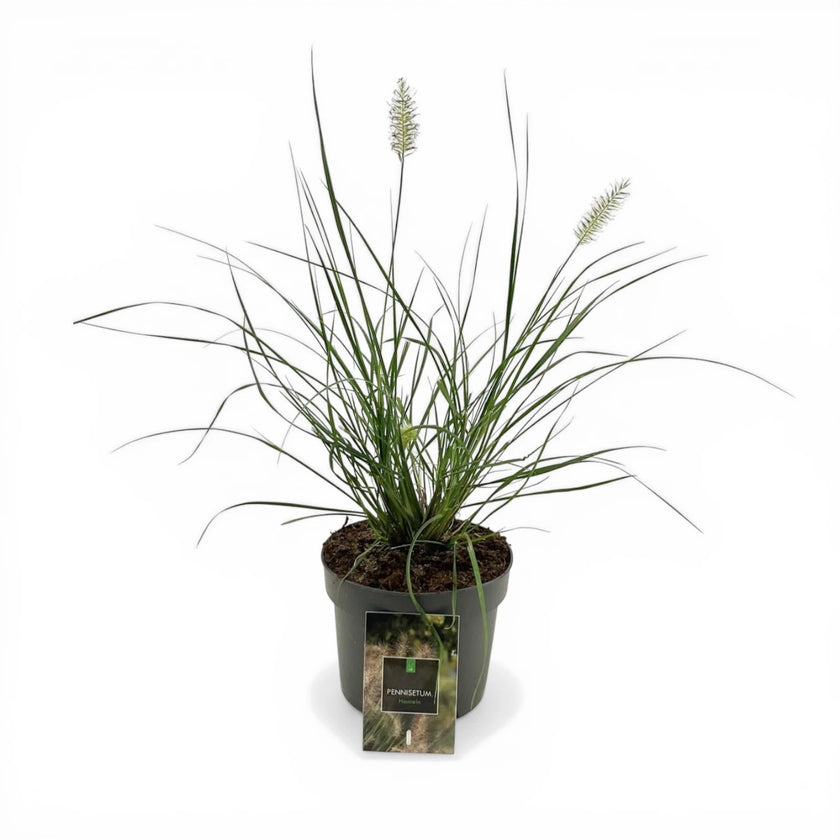 Pennisetum alopecuroides 'Hameln' close-up detail.
