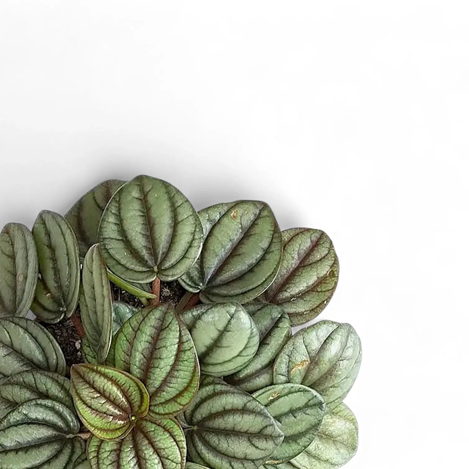 Nahaufnahme eines Blatts von Peperomia albovittata 'Piccolo Banda' vor weißem Hintergrund.