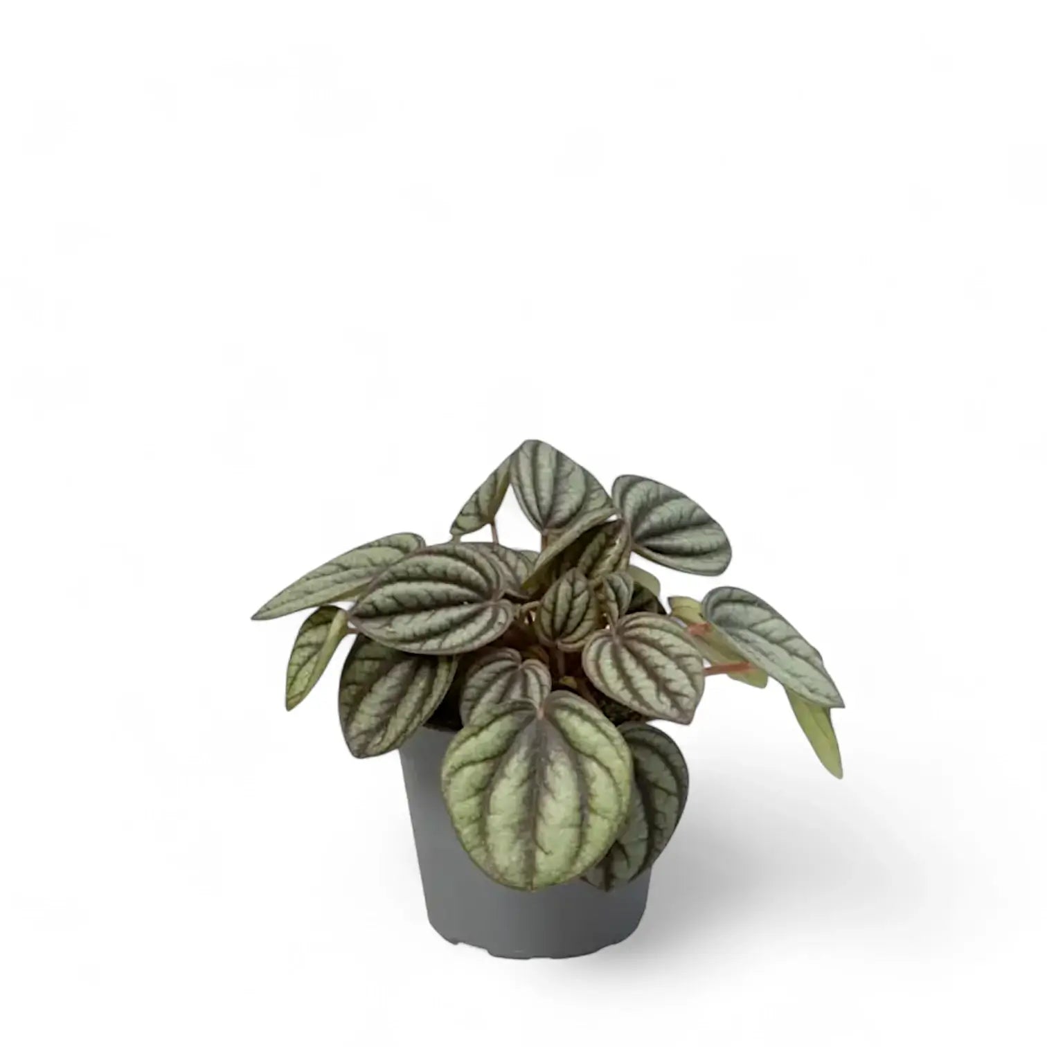 Peperomia albovittata 'Piccolo Banda' – Zimmerpflanze im Kulturtopf auf weißem Hintergrund, Produktfoto 3.