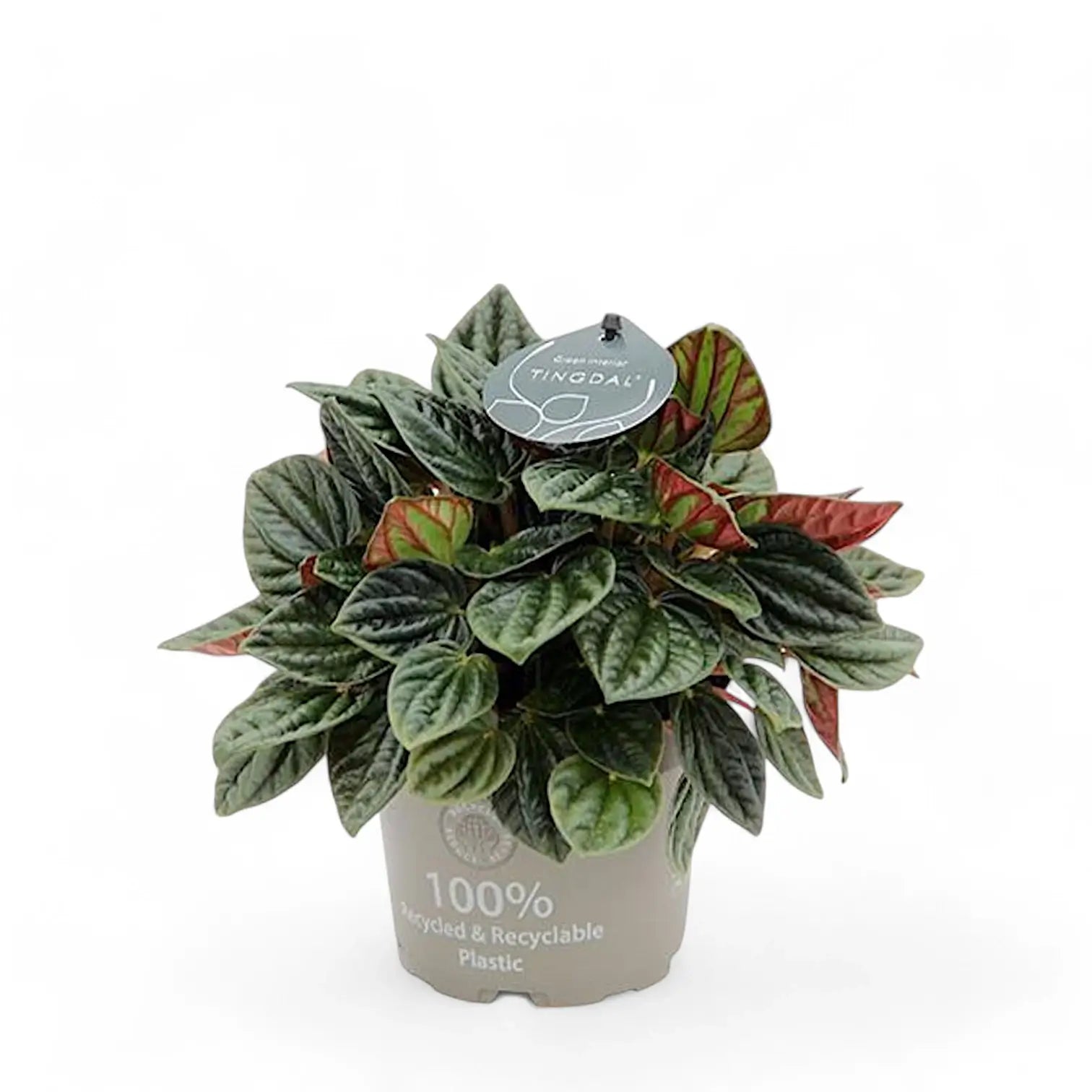 Peperomia caperata 'Amazonas' potted plant in nursery pot on white background.