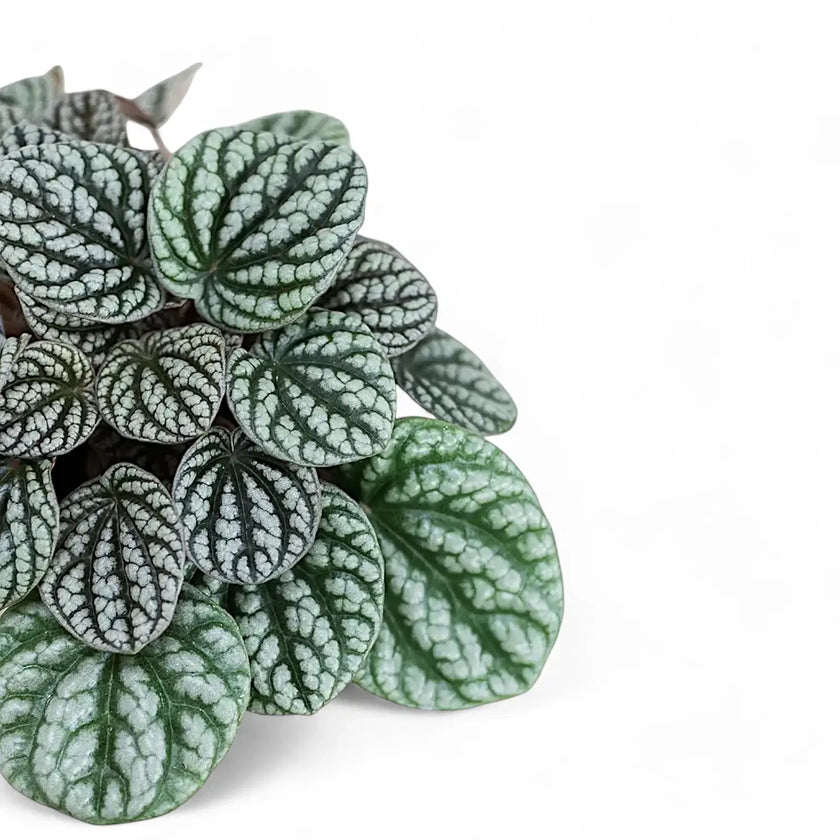 Peperomia caperata 'Burbella' – Blattdetail vor weißem Hintergrund..