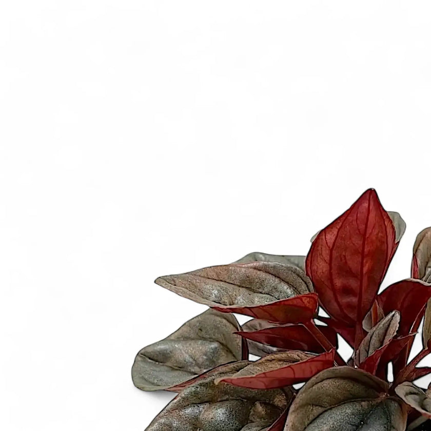 Nahaufnahme eines Blatts von Peperomia caperata 'Caracas' vor weißem Hintergrund.