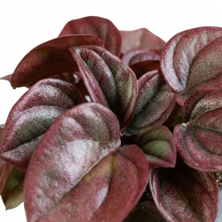 Gewelltes Blatt von Peperomia caperata ‘Cayenne’ mit bronze- und burgunderroter Färbung