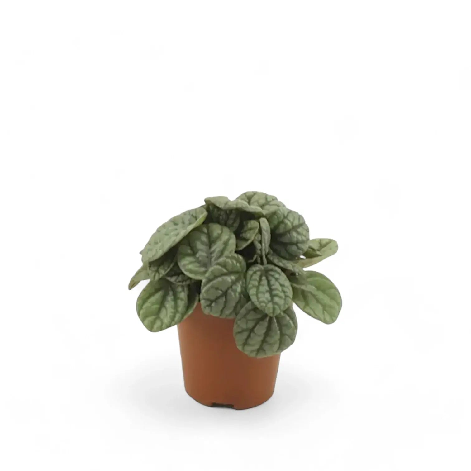 Peperomia caperata 'Moonlight' potted plant in nursery pot on white background.