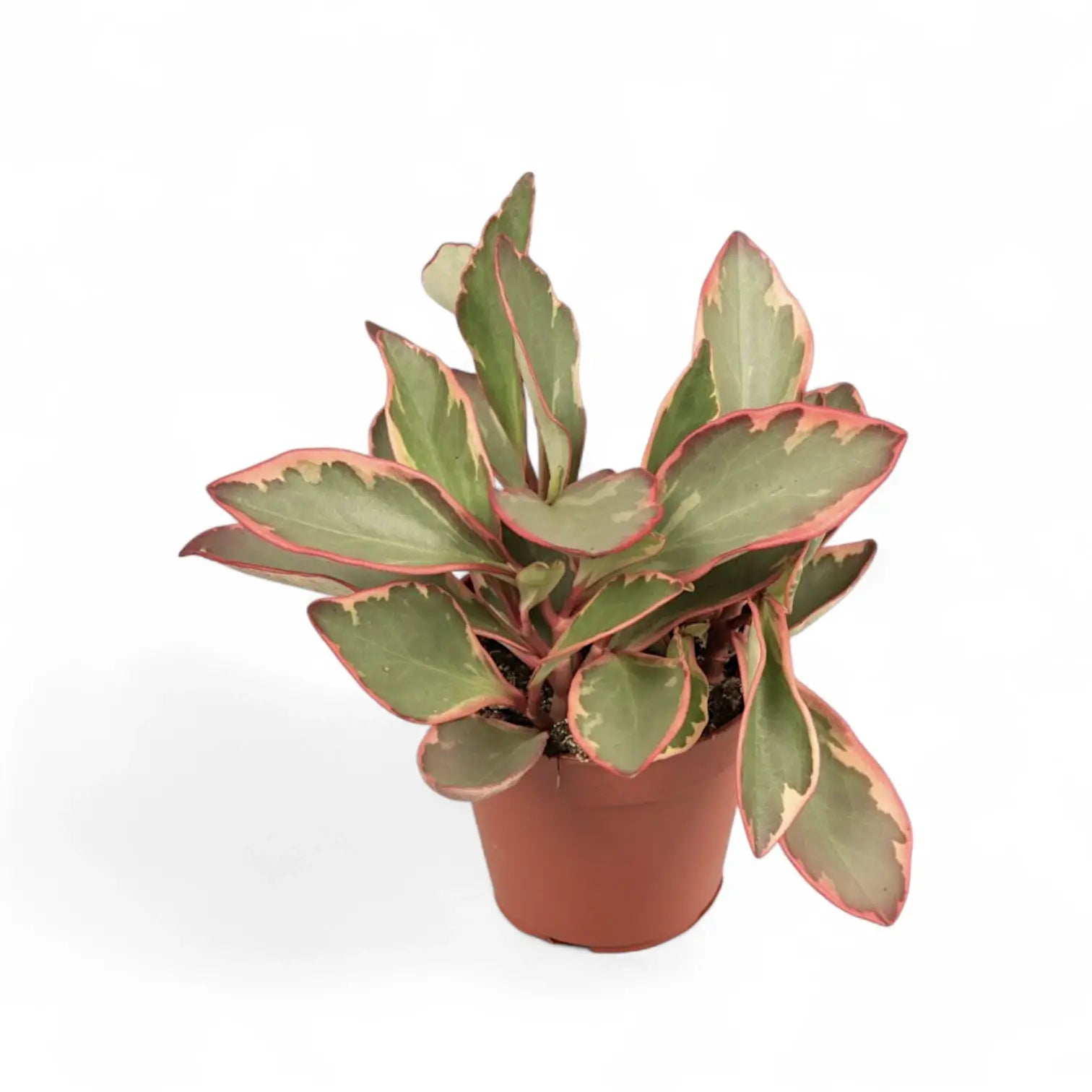 Peperomia clusiifolia 'Jellie' potted plant in nursery pot on white background.