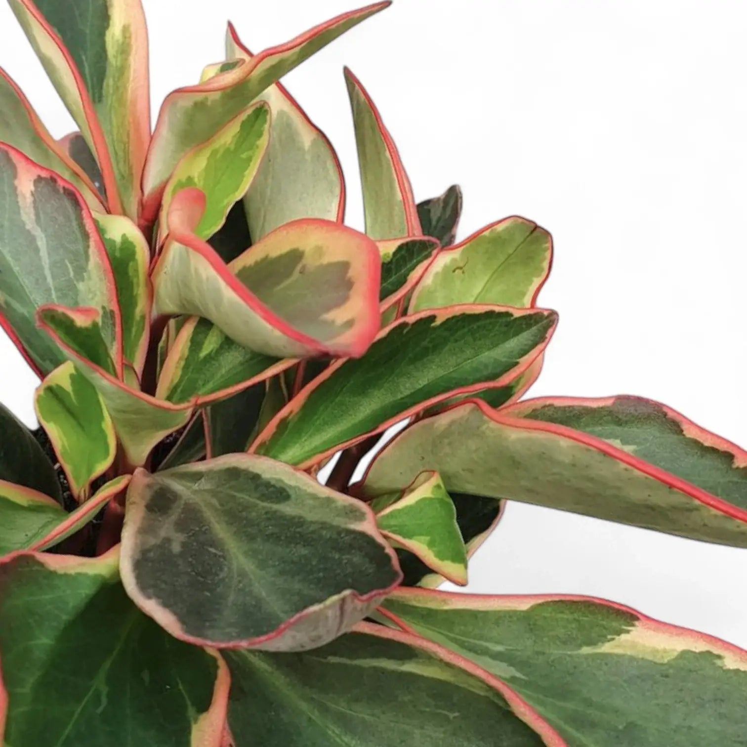 Peperomia clusiifolia 'Jellie' potted plant in nursery pot on white background.