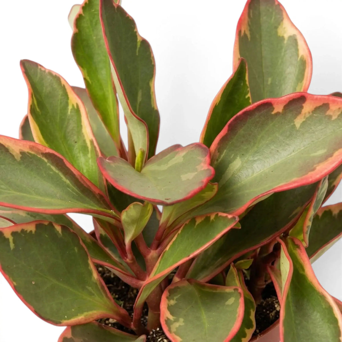 Nahaufnahme von Peperomia clusiifolia ‘Jellie’ mit breiten graugrünen Blättern, schmalen rosa-roten Rändern und roten Stielen