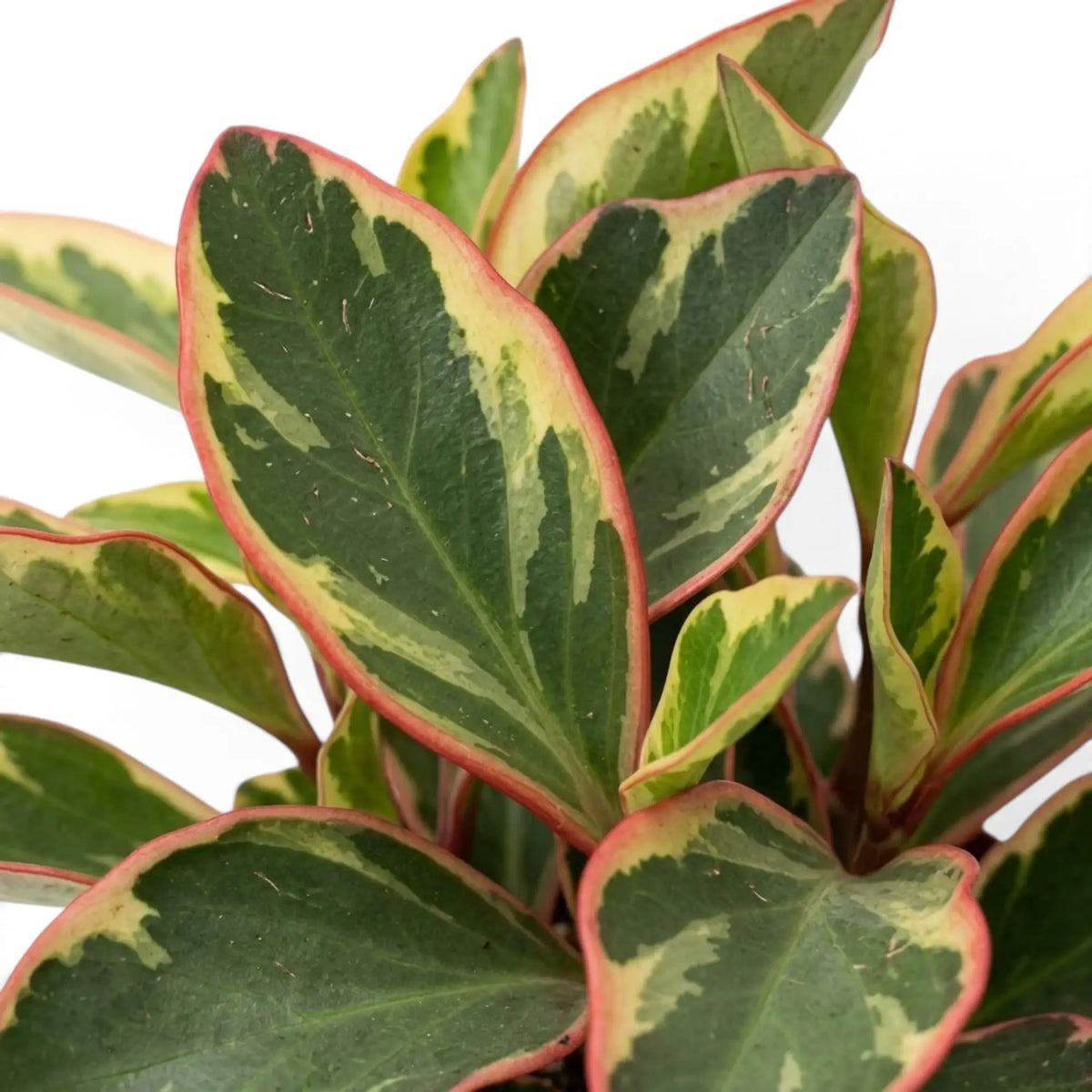 Nahaufnahme von Peperomia clusiifolia ‘Jellie’ mit dunkelgrünen Blättern, breiten cremefarbenen Flächen und rosa-roten Rändern