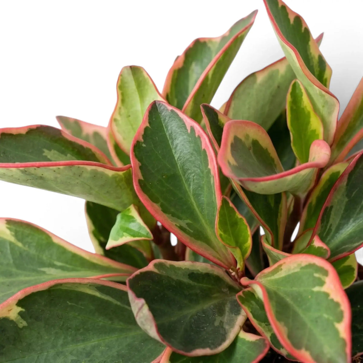 Nahaufnahme von Peperomia clusiifolia ‘Jellie’ mit überlappenden grünen Blättern, cremefarbenen Flächen und lachsrosa Rändern