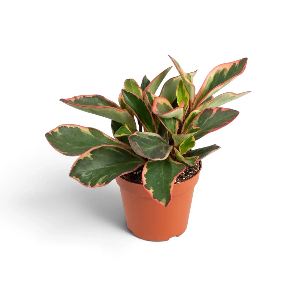 Peperomia clusiifolia ‘Jellie’ im orangefarbenen Topf mit breiten grün-cremefarbenen Blättern und leuchtend rosafarbenen Rändern
