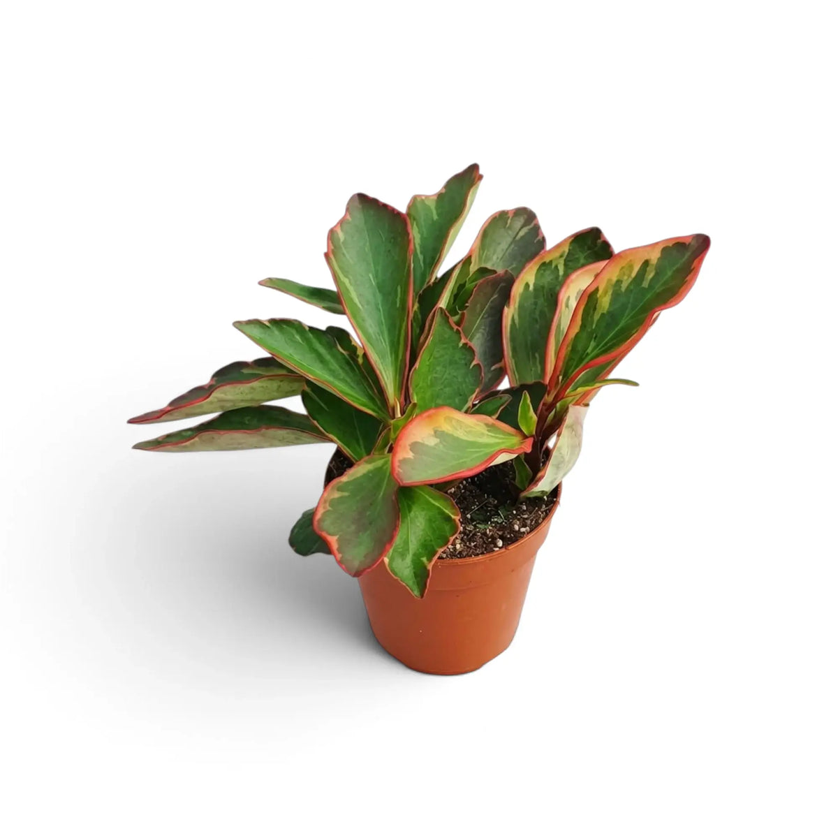 Peperomia clusiifolia ‘Jellie’ leicht von oben mit aufrechten panaschierten Blättern und roten Stielen