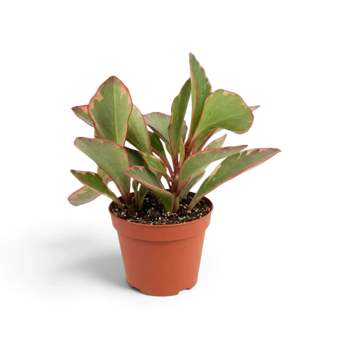 Peperomia clusiifolia ‘Jellie’ im orangefarbenen Topf mit aufrechten hellgrünen Blättern und feinen rosa Rändern