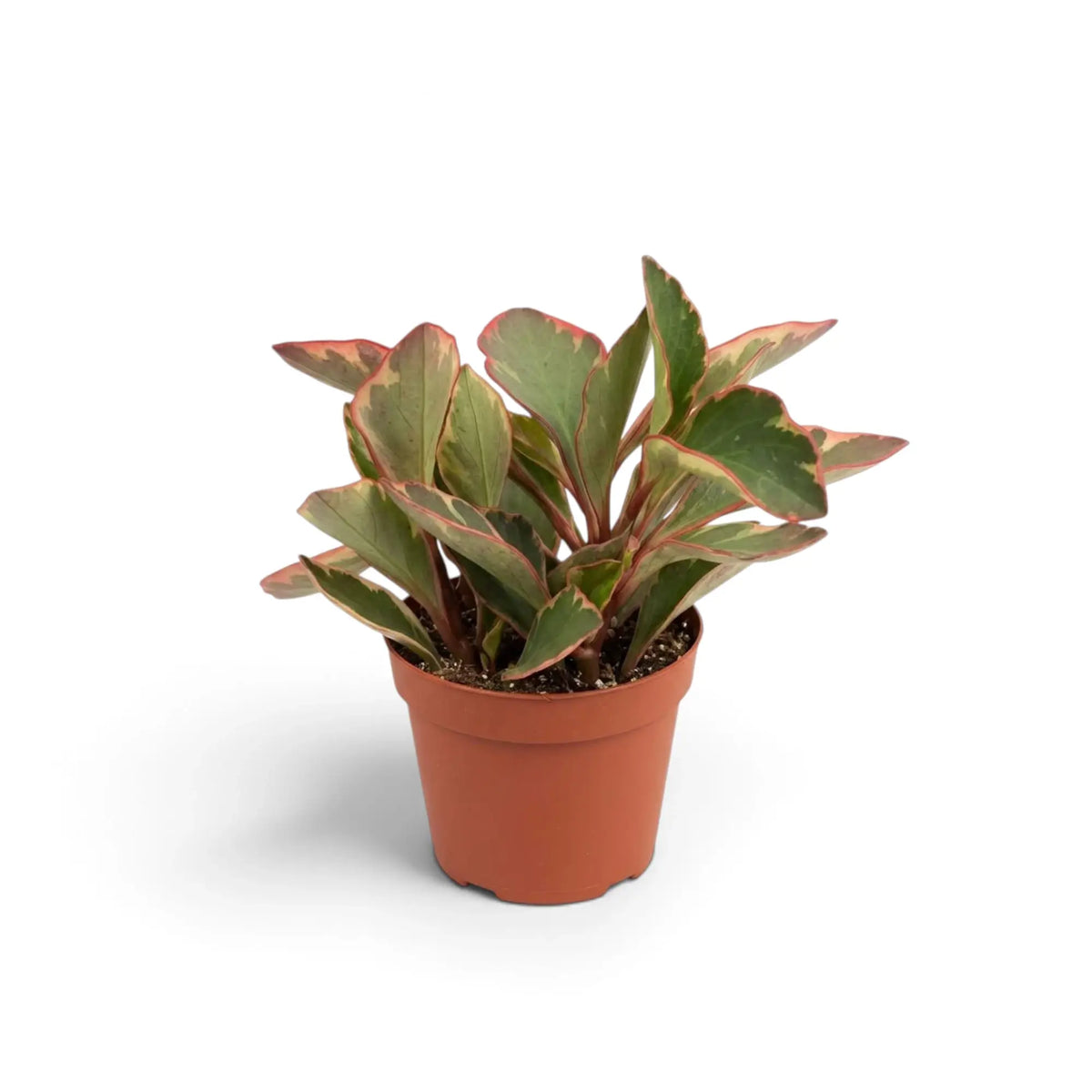 Peperomia clusiifolia ‘Jellie’ im orangefarbenen Topf mit dicht stehenden grünen, cremefarbenen und rosafarbenen Blättern