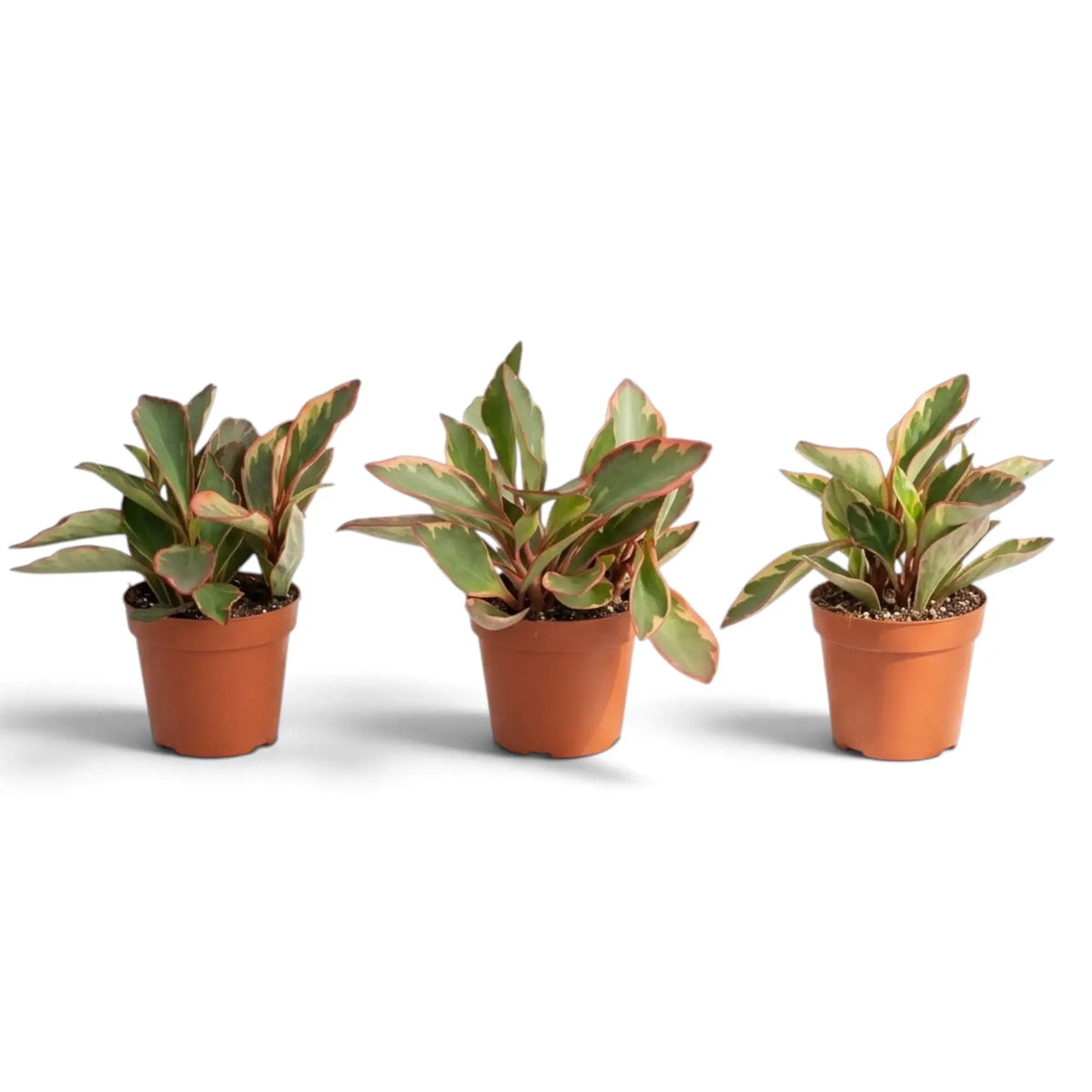 Drei Peperomia clusiifolia ‘Jellie’ in orangefarbenen Töpfen mit Blättern, die grün, cremefarben und rosa panaschiert sind