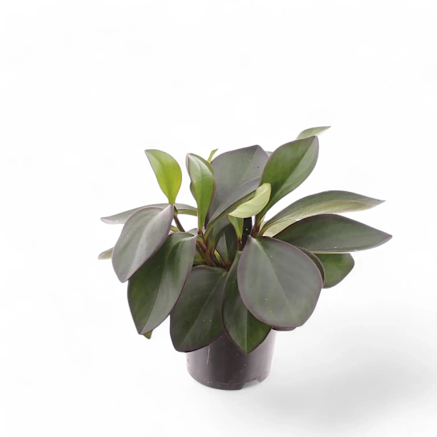Peperomia clusiifolia 'Red Margin' potted plant in nursery pot on white background.