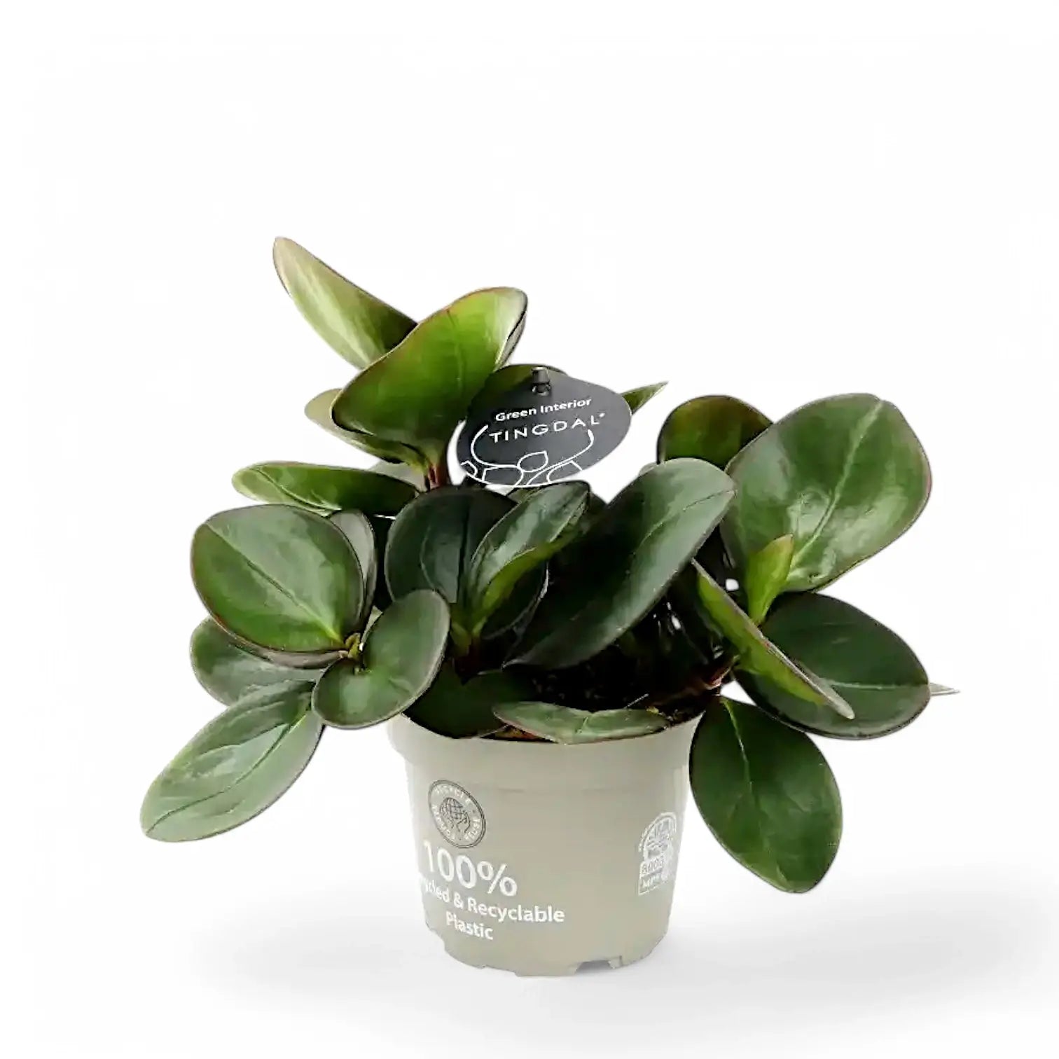 Peperomia clusiifolia 'Red Margin' potted plant in nursery pot on white background.