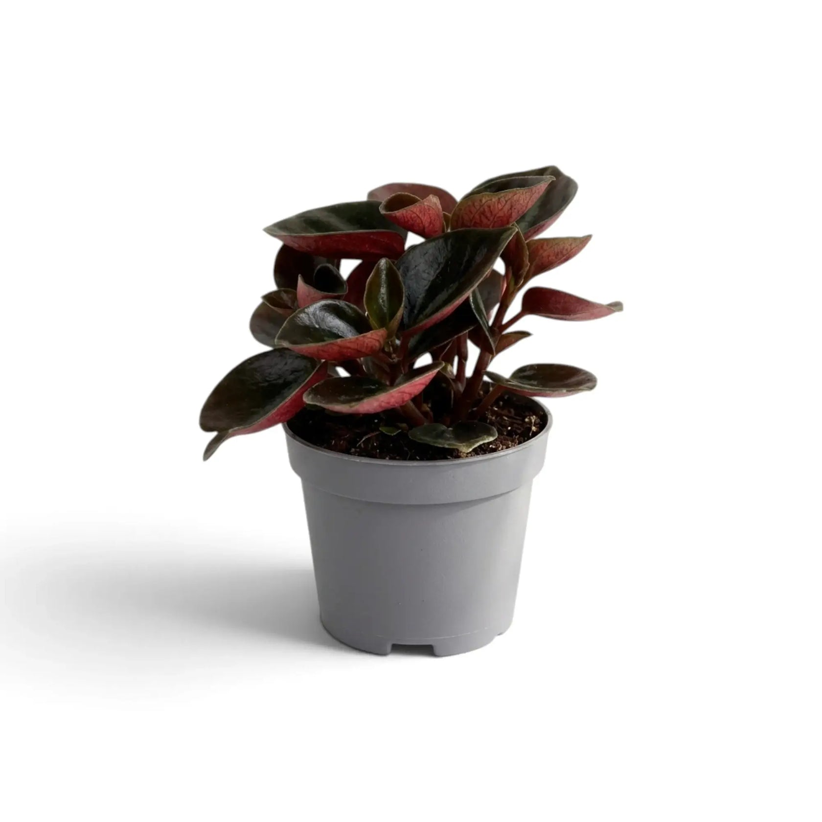 Baby Peperomia colombiana in a grey nursery pot, front view