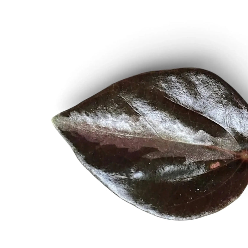 Close-up of a glossy dark Peperomia colombiana leaf