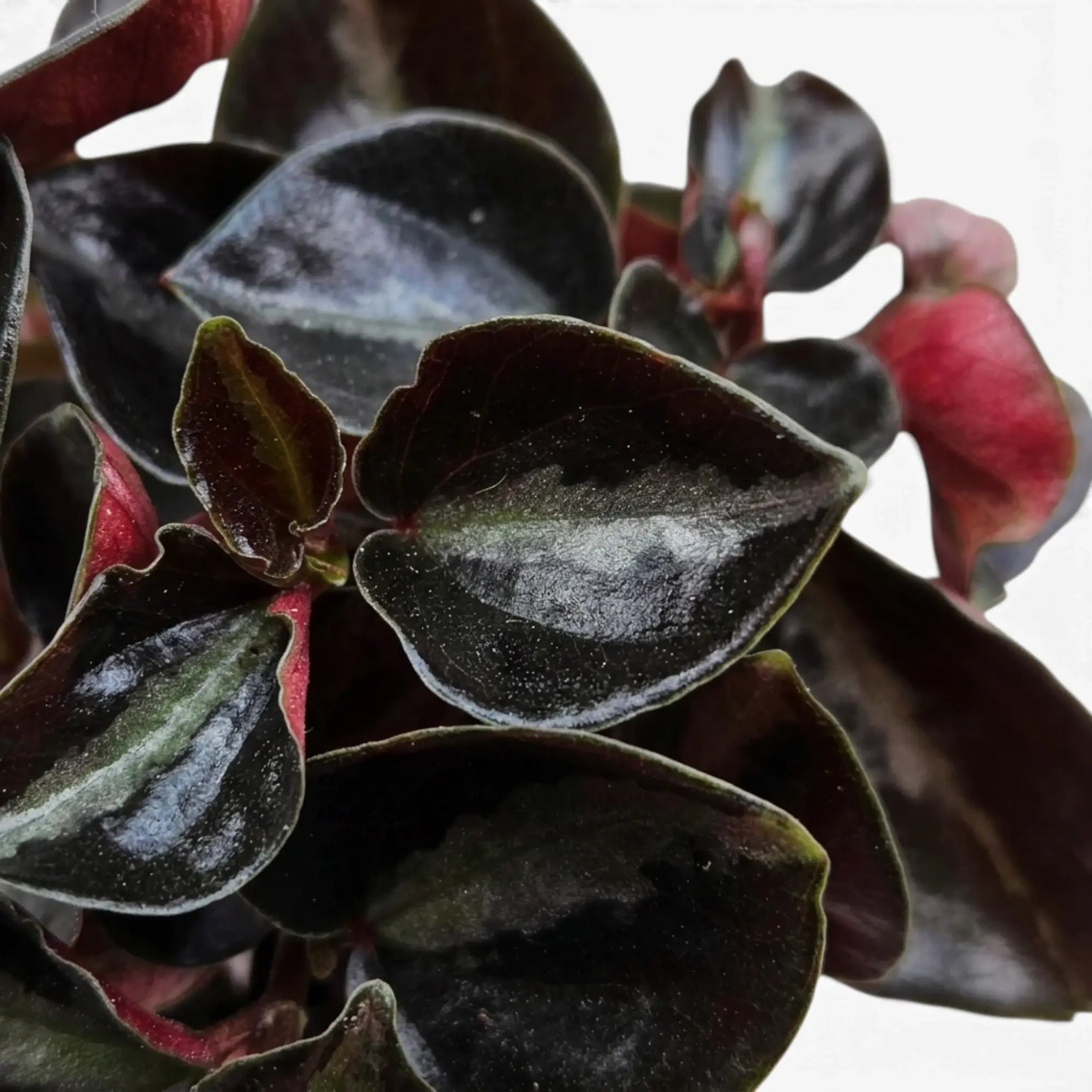 Close-up of Peperomia colombiana’s glossy dark leaves and red stems