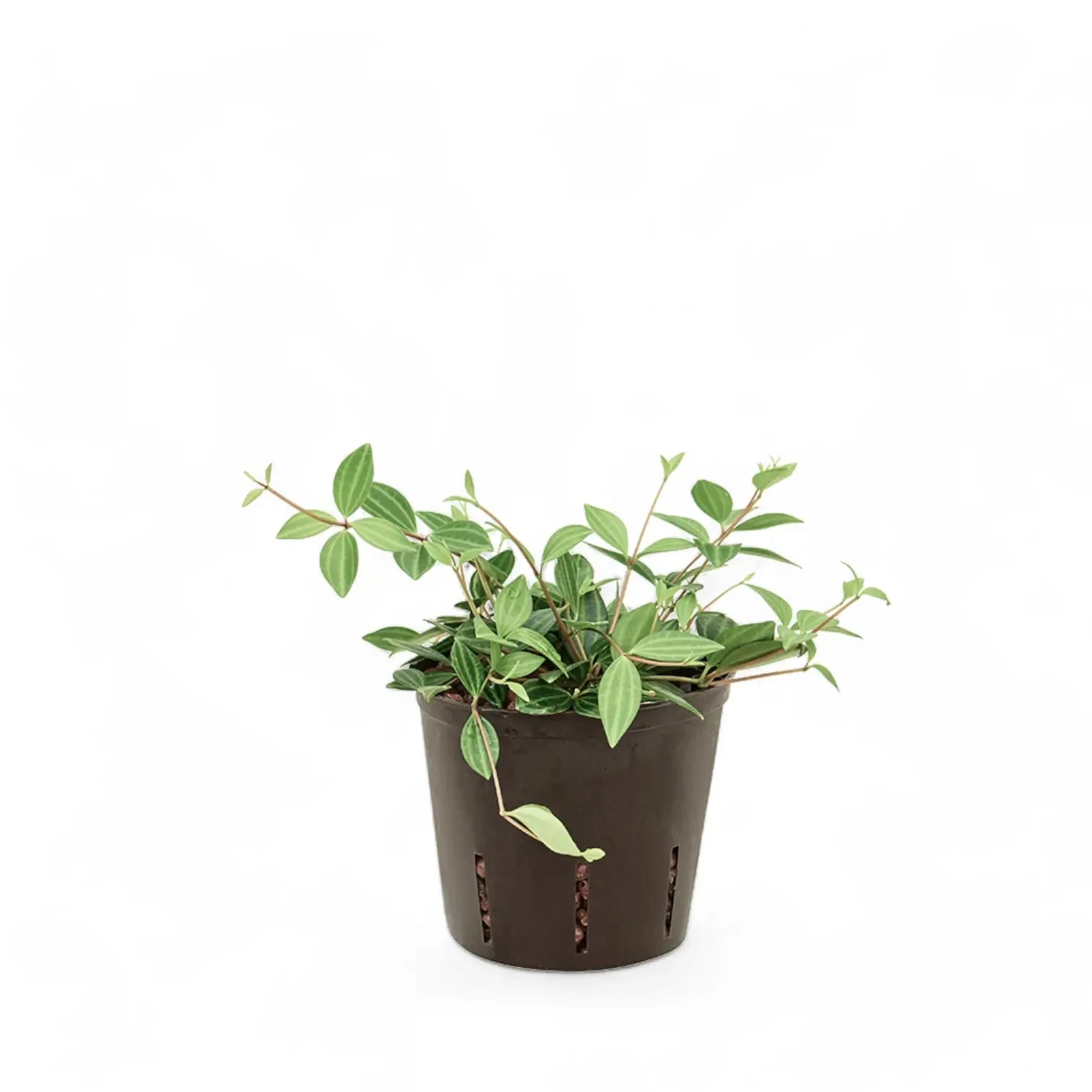 Peperomia dahlstedti potted plant in nursery pot on white background.