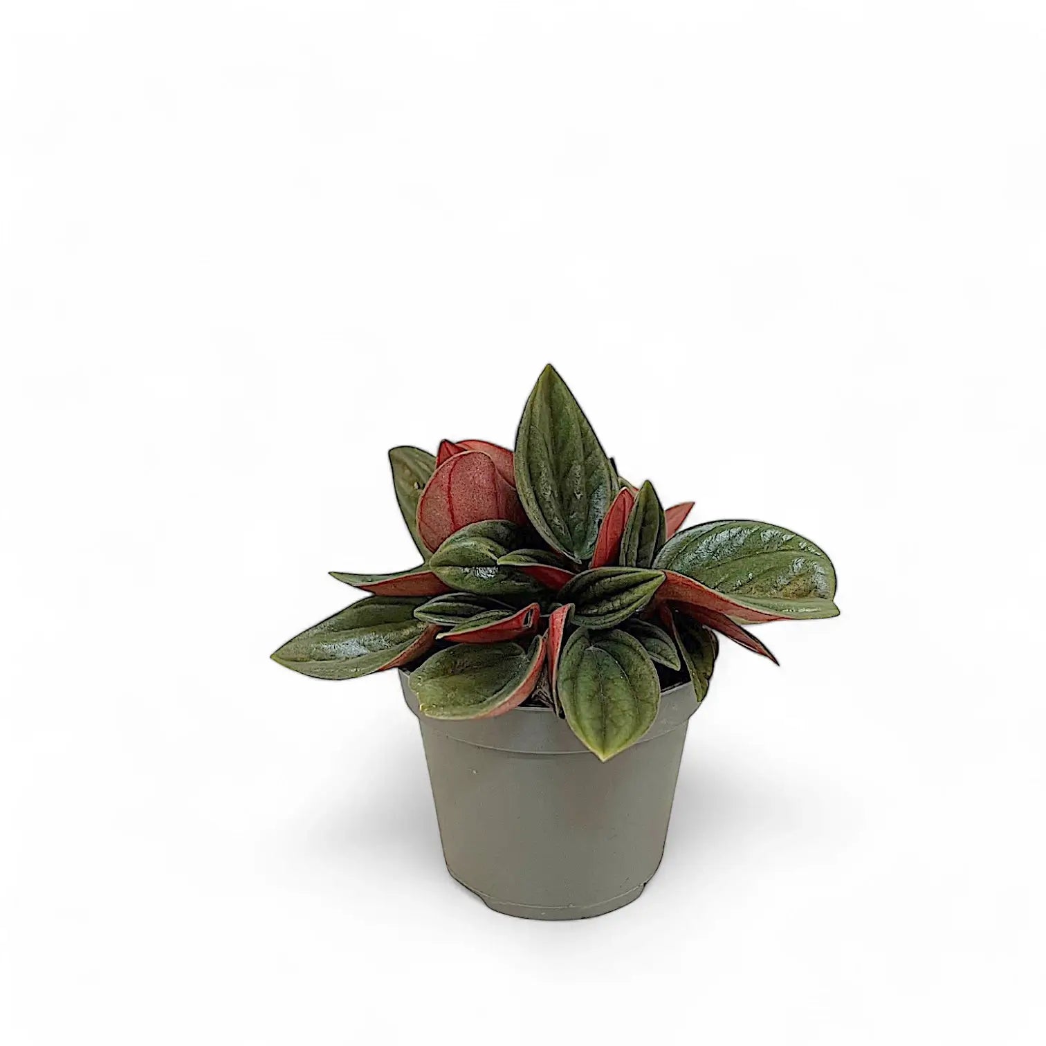Peperomia 'Eden Rosso' – Zimmerpflanze im Kulturtopf auf weißem Hintergrund, Produktfoto 4.