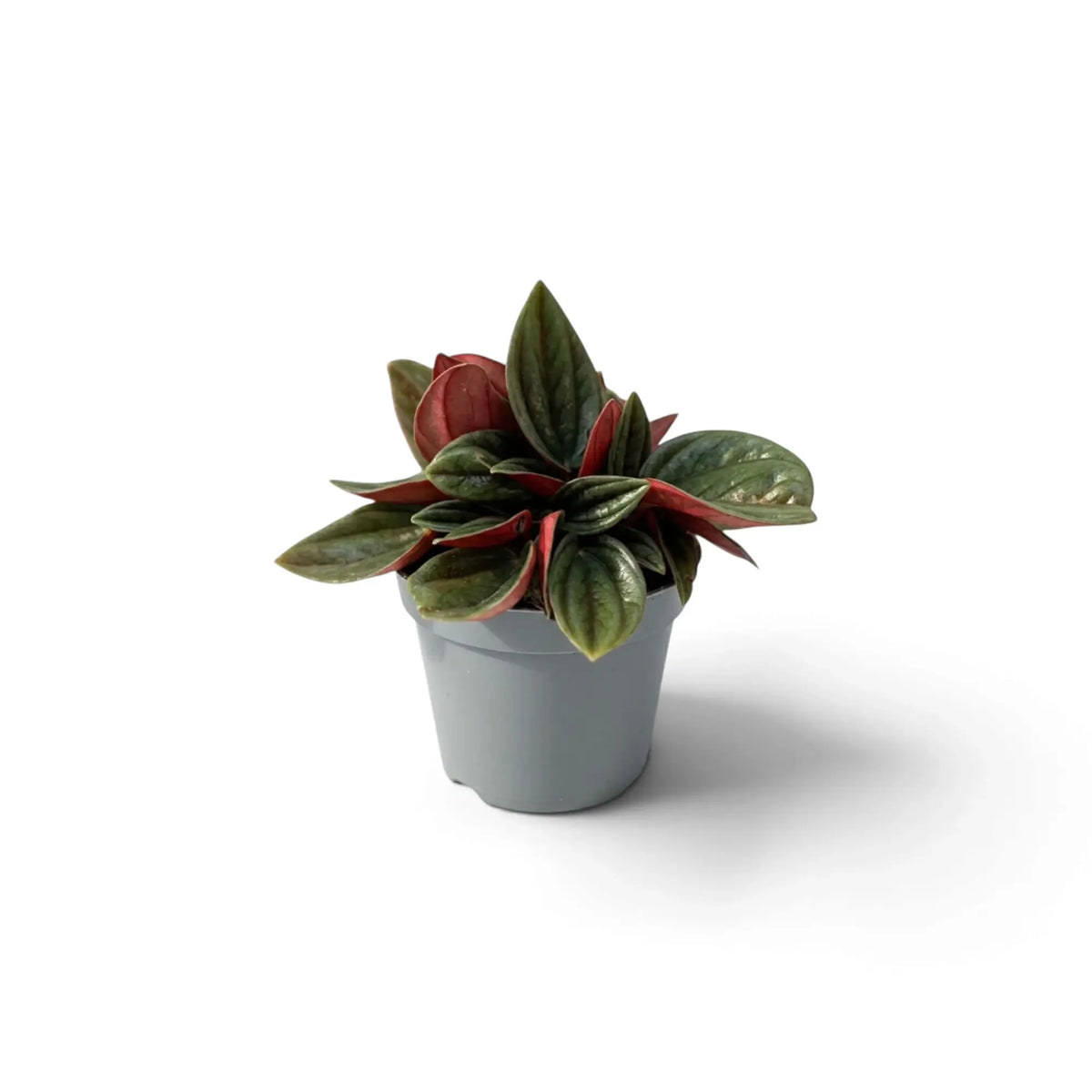 Jungpflanze von Peperomia ‘Eden Rosso’ mit kompaktem Wuchs, gerippten grünen Blättern und rötlich überlaufenen Blattstielen.