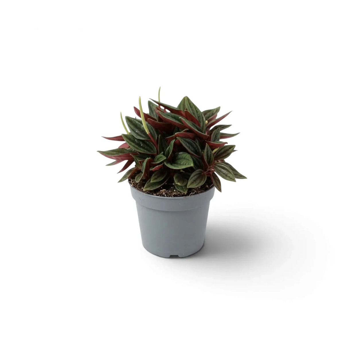 Jungpflanze von Peperomia ‘Eden Rosso’ mit kompaktem Wuchs, gerippten grünen Blättern und rötlich überlaufenen Blattstielen.
