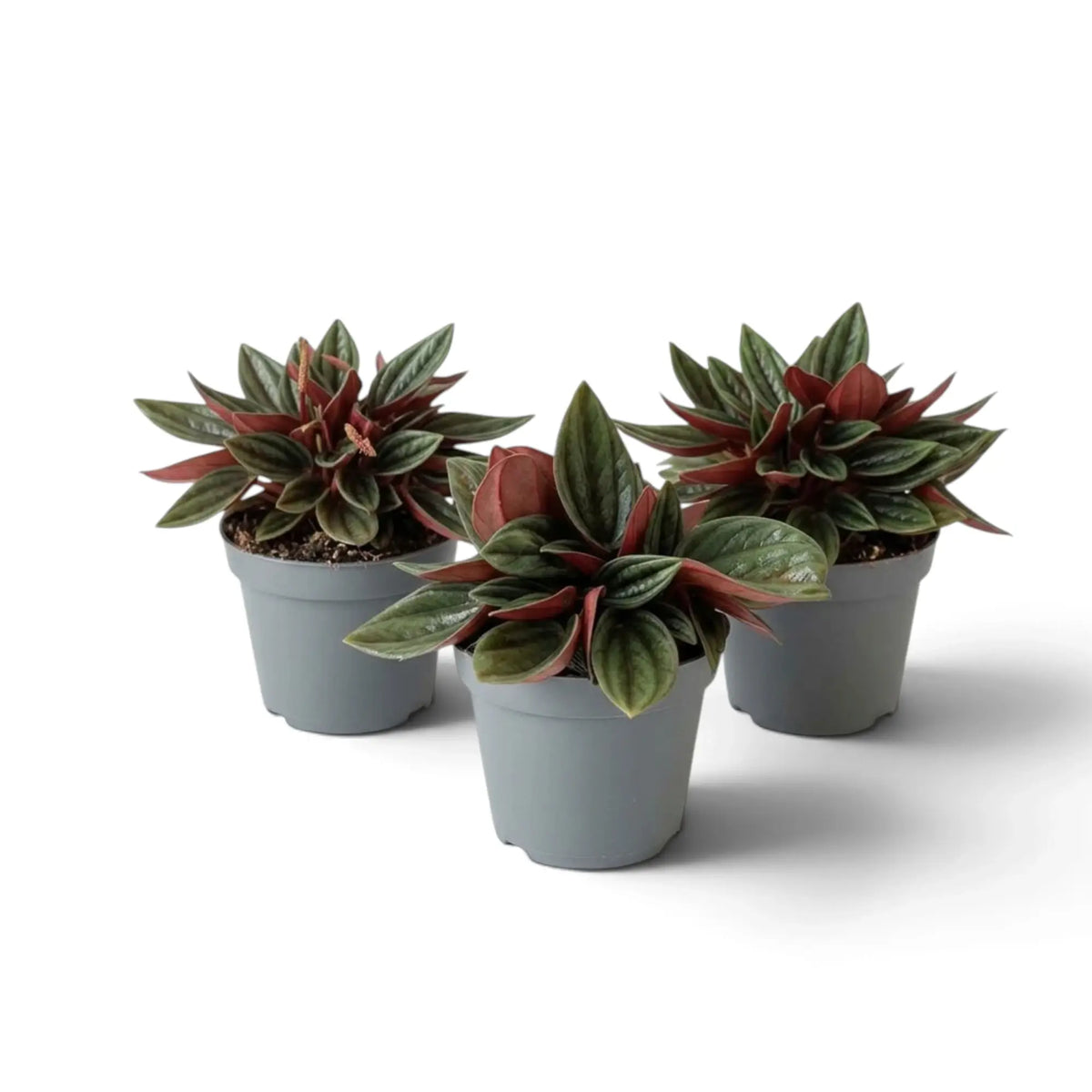 Jungpflanze von Peperomia ‘Eden Rosso’ mit kompaktem Wuchs, gerippten grünen Blättern und rötlich überlaufenen Blattstielen.
