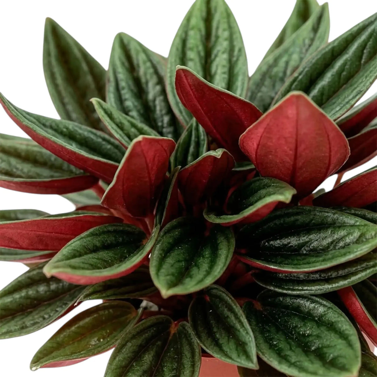 Nahaufnahme von Peperomia ‘Eden Rosso’ mit gerippten grünen Blättern und dunkelroten Unterseiten.