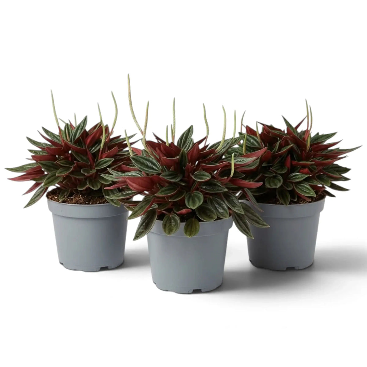 Peperomia ‘Eden Rosso’ mit dichtem, kompaktem Wuchs, gerippten grünen Blättern und rötlich überlaufenen Blattstielen.