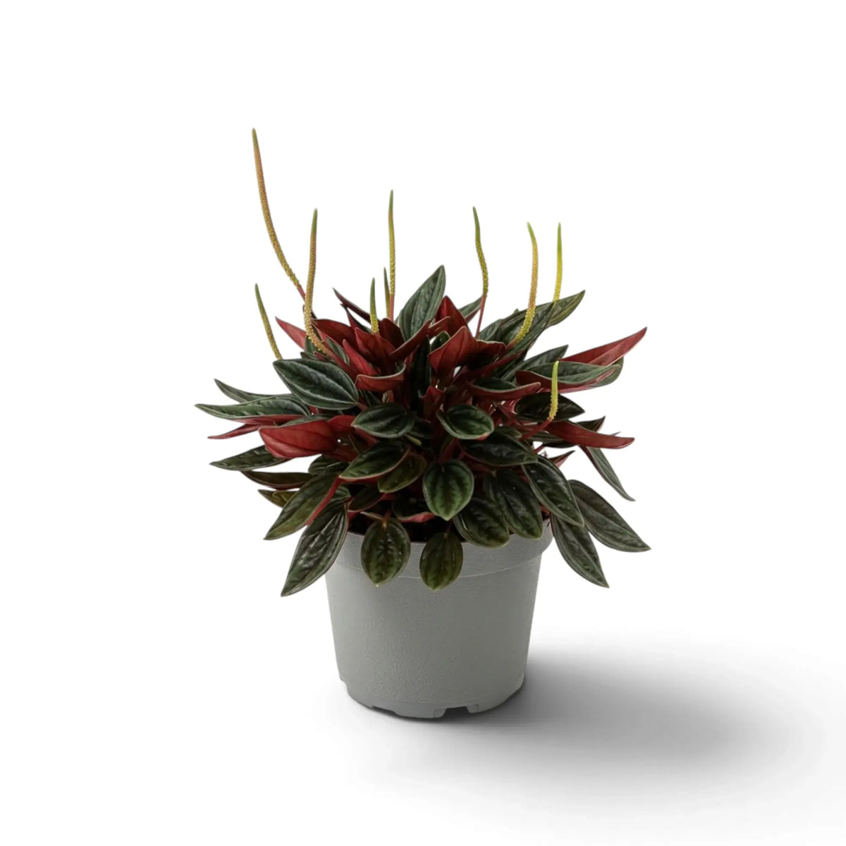 Peperomia ‘Eden Rosso’ mit dichtem, kompaktem Wuchs, gerippten grünen Blättern und rötlich überlaufenen Blattstielen.