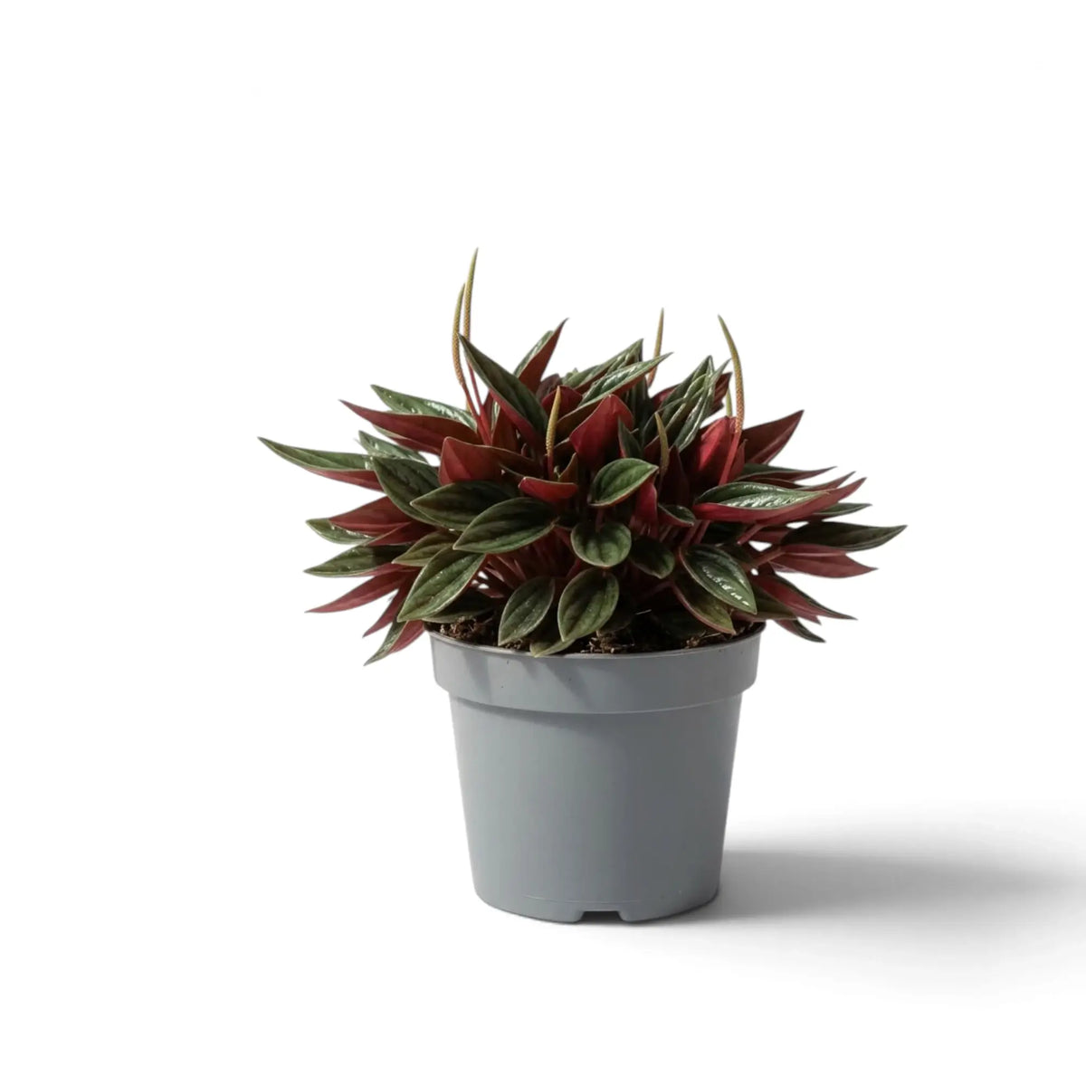 Peperomia ‘Eden Rosso’ mit dichtem, kompaktem Wuchs, gerippten grünen Blättern und rötlich überlaufenen Blattstielen.