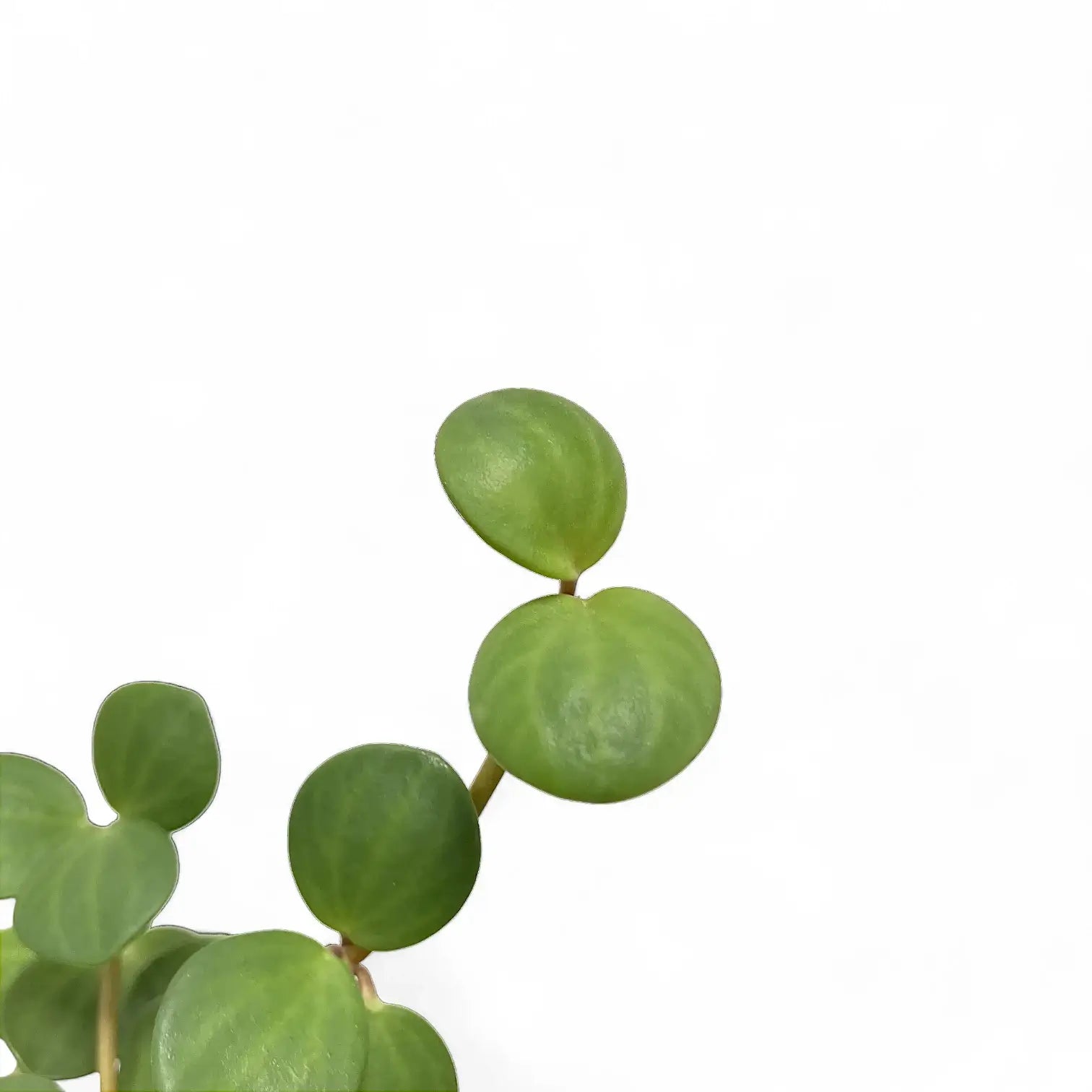 Peperomia 'Hope' leaf close-up on white background.