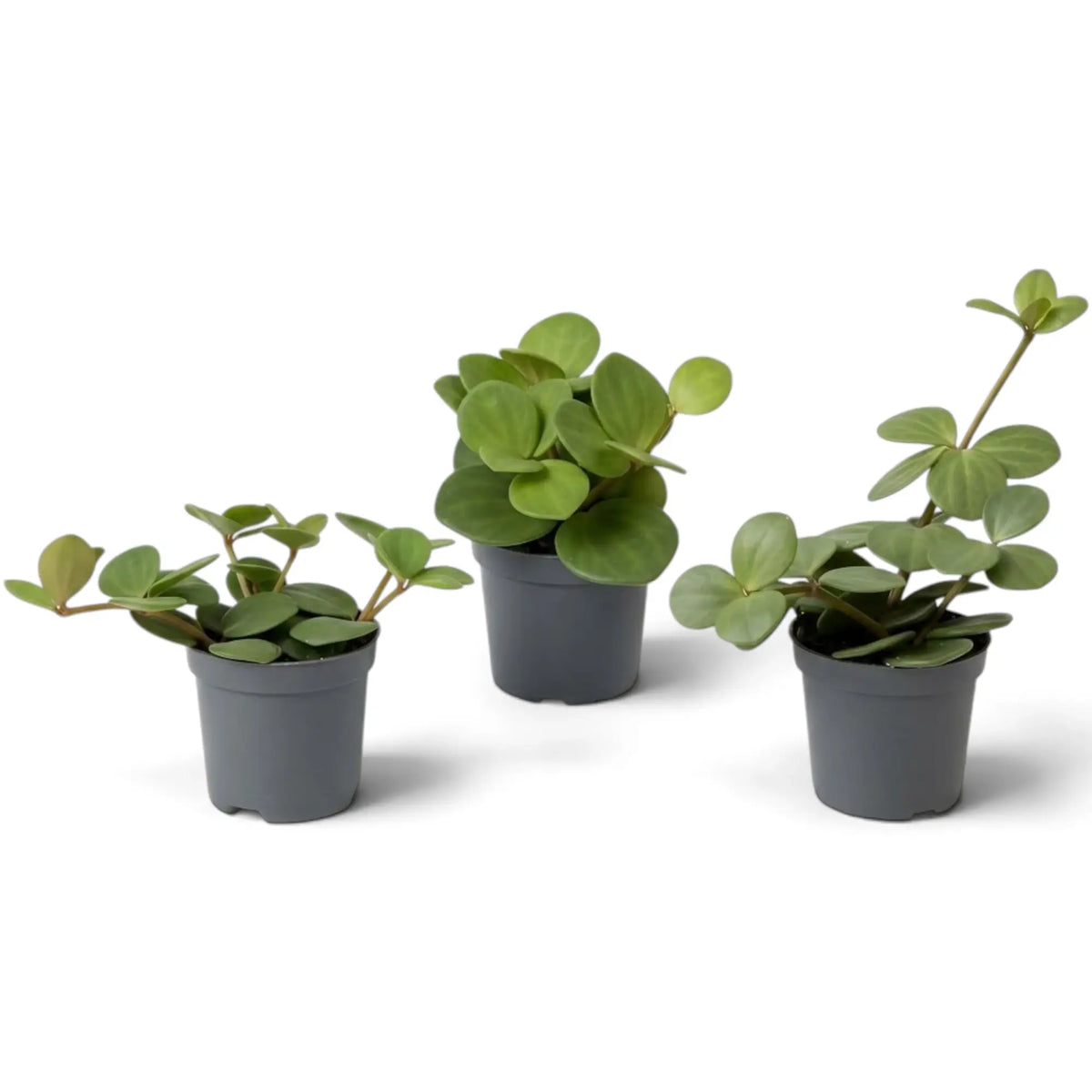 Jungpflanze von Peperomia ‘Hope’ mit runden, fleischigen Blättern an kurzen Trieben