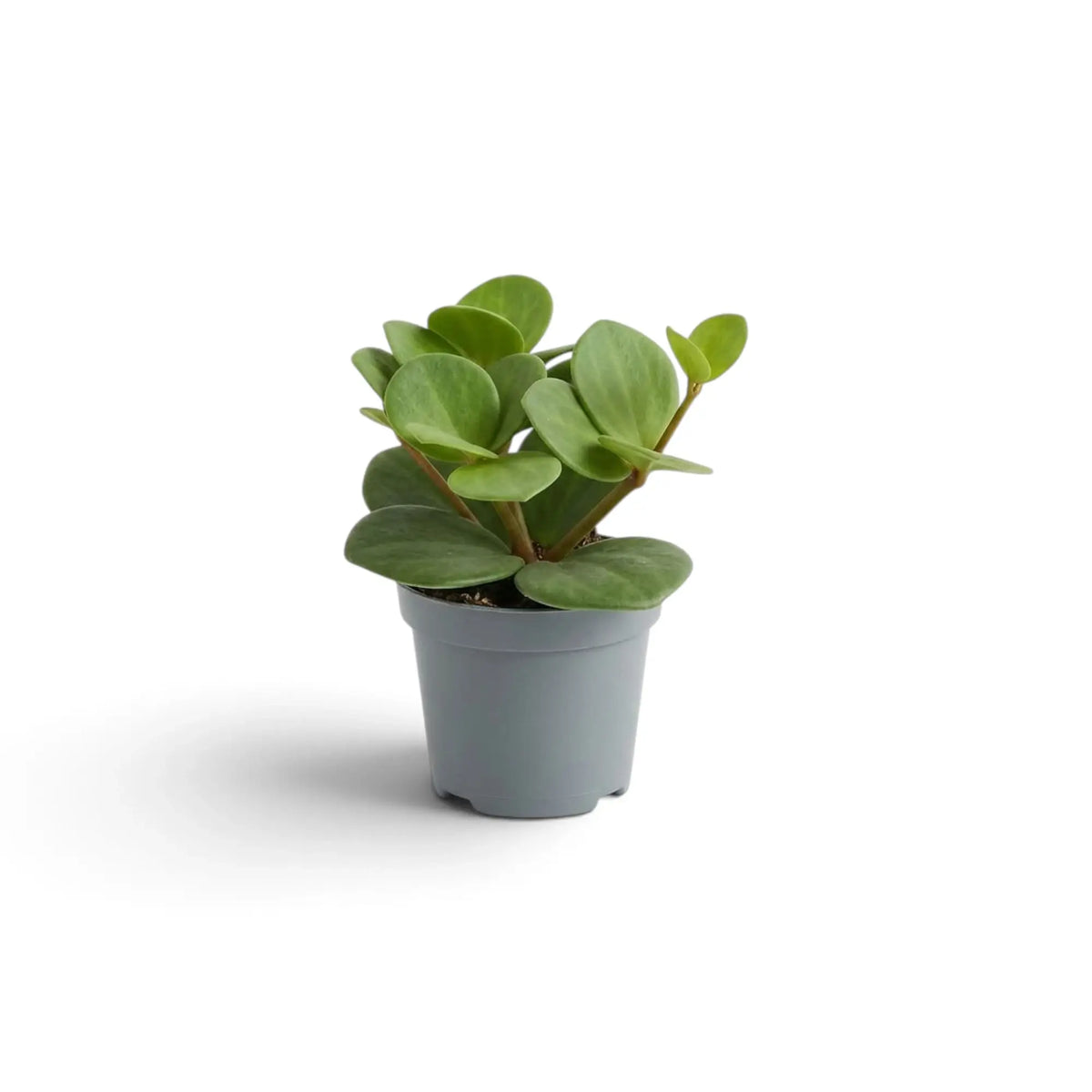 Jungpflanze von Peperomia ‘Hope’ mit runden, fleischigen Blättern an kurzen Trieben