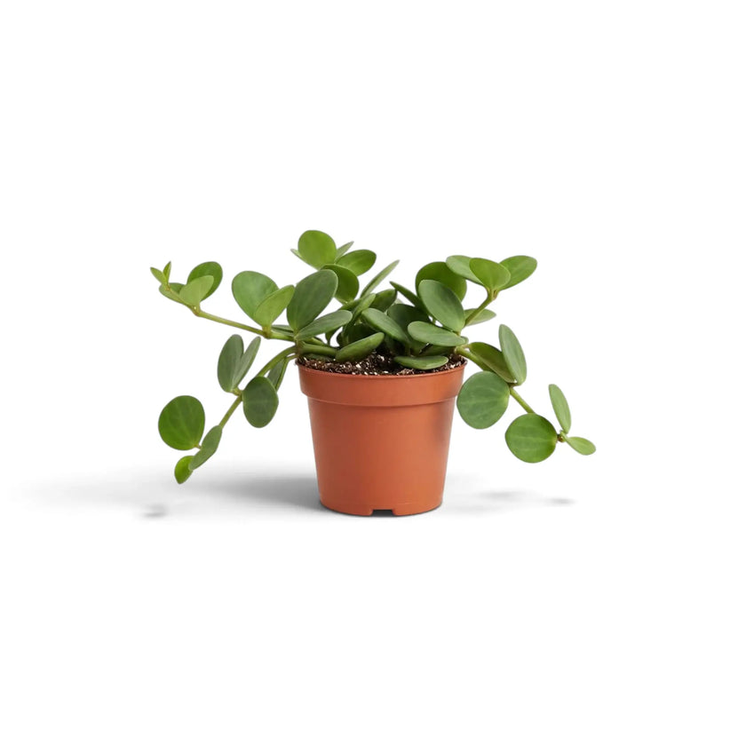 Jungpflanze von Peperomia ‘Hope’ mit runden, fleischigen Blättern an kurzen Trieben