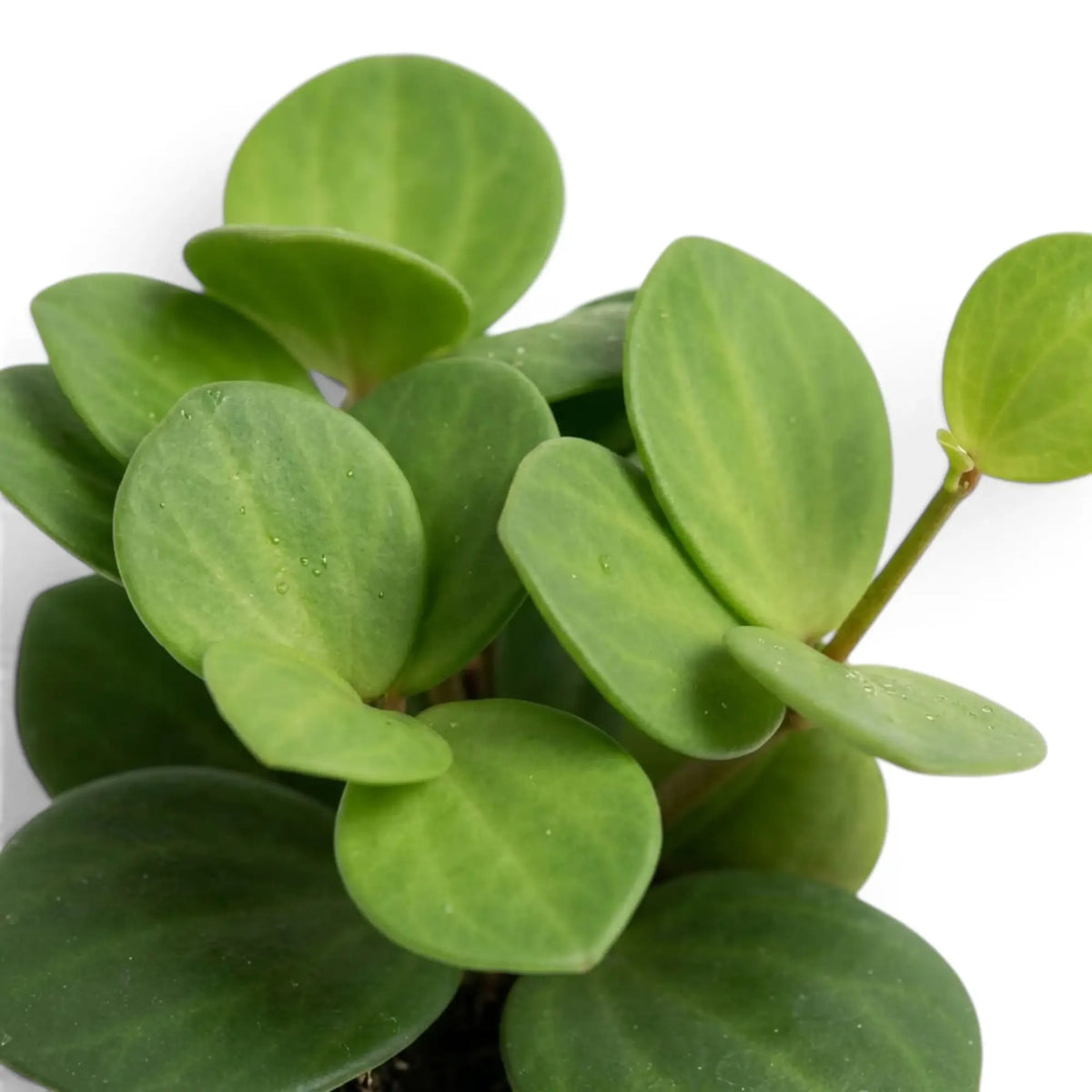 Runde, fleischige Blätter von Peperomia ‘Hope’ an überhängenden Trieben