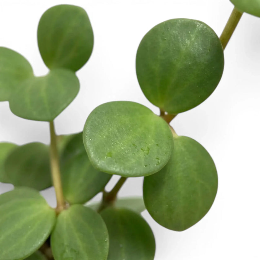 Runde, fleischige Blätter von Peperomia ‘Hope’ an überhängenden Trieben