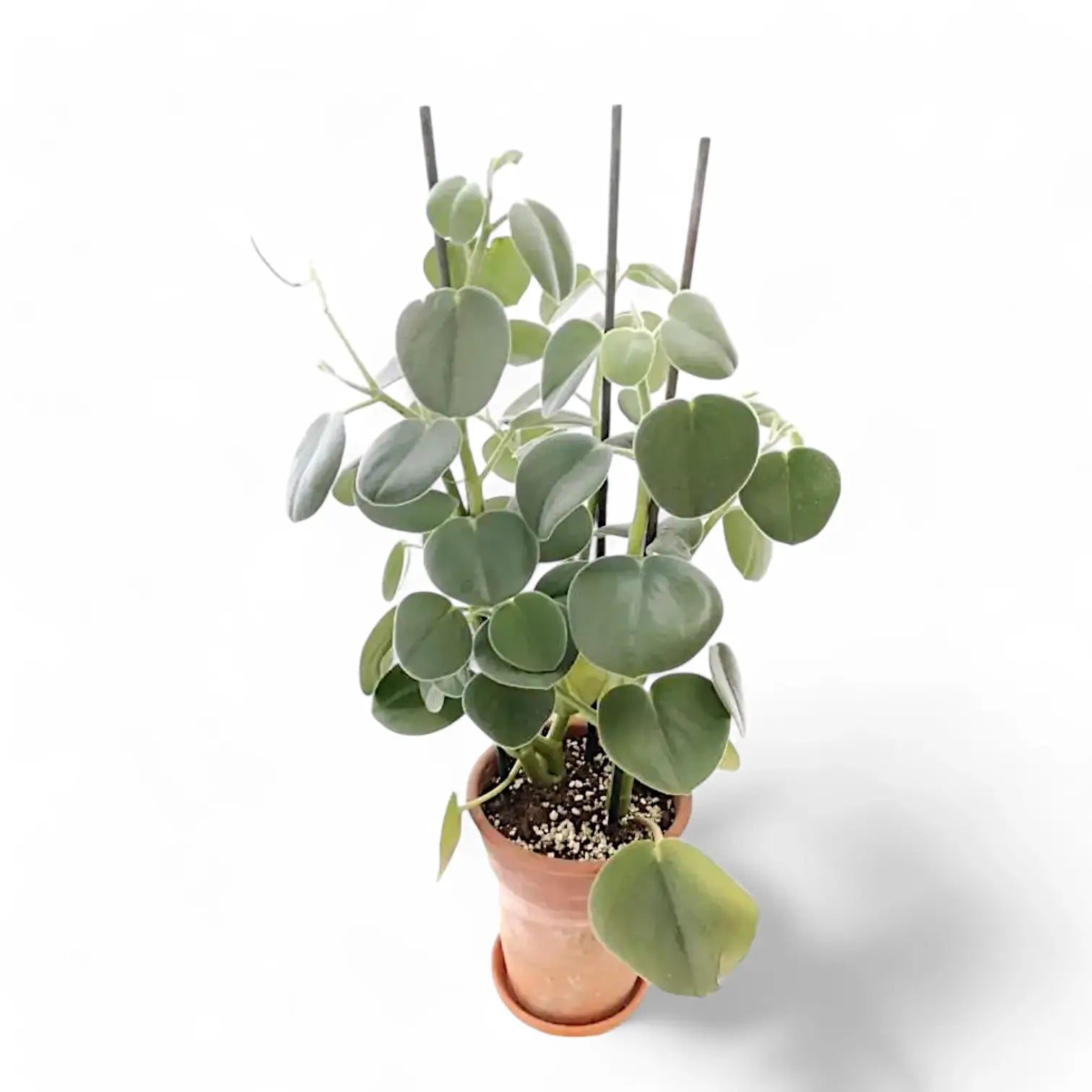 Peperomia 'Hovaria' potted plant in nursery pot on white background.